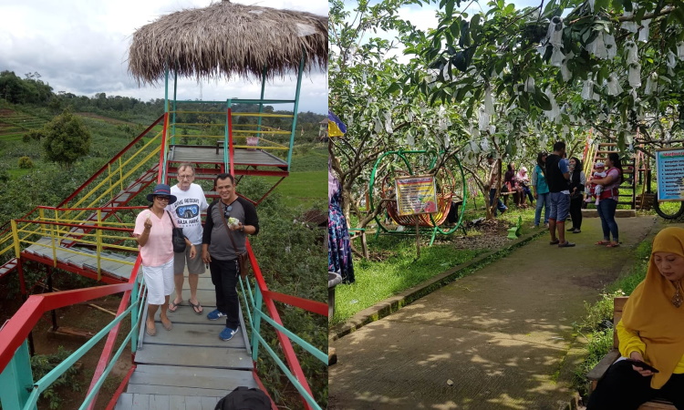 agro wisata Jambu Kristal
