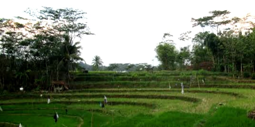 Desa wisata Nongkosawit